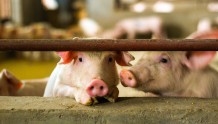 生猪养殖进入盈利期——牧原股份三季度每天赚近“一个亿”