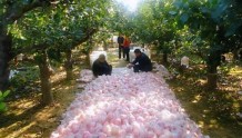 南乐县：红富士苹果批量上市“富了”一方百姓