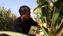 获嘉农民尝试“玉米+大豆”复合种植，亩均增收500元