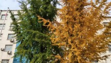 许昌：银杏“夫妻树”“平分秋色”