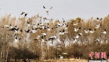 吉林向海迎数十万只水鸟停歇 白鹤数量创历史