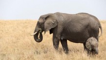 肯尼亚持续干旱 200多头大象死亡