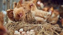 禽养殖产业景气度持续上行