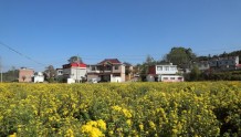 乡里种上野菊花 去年产值900万 商城的群众都说好
