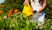 “5种养花夺命水”浇一盆挂一盆，你还在用来浇花吗？