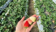 遇见小“莓”好 冬天的第一颗草莓你吃到了吗？