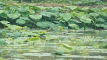 萌翻天！“世界上最小的鸭子” 棉凫首次现身平湖