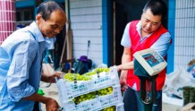 凤桥镇村干部和志愿者帮助农户抢收葡萄