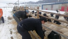 同心抗疫 共克时艰丨几百只羊的饲料终于有保障了！