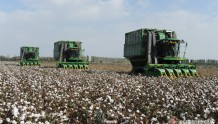农发行投放棉花收购贷款160多亿元 支持收购皮棉31.8万吨
