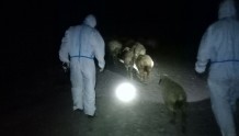 民警深夜摸黑找羊，45只都找到了！
